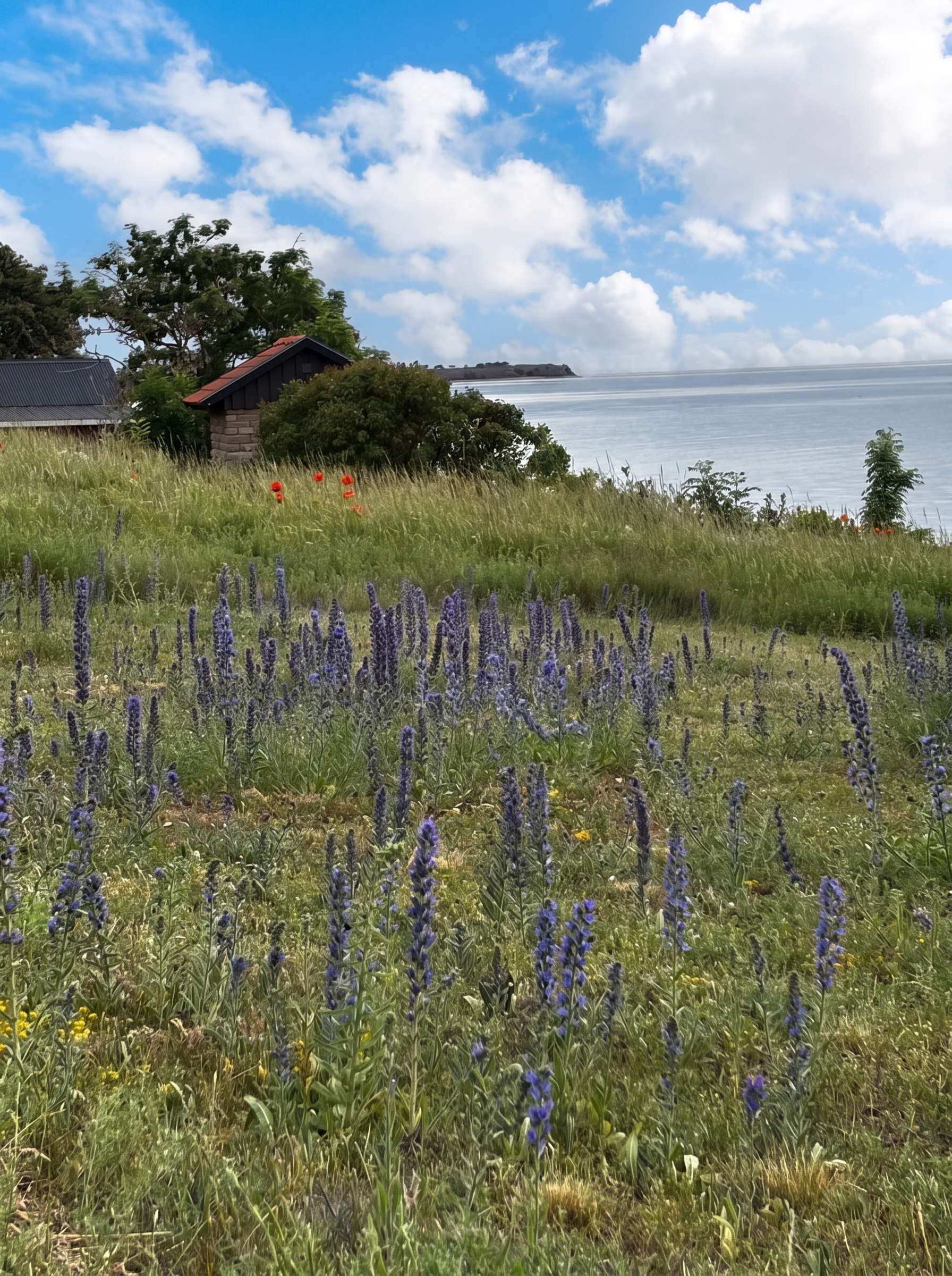 Blommande ölandsäng med blåeld ner mot havet